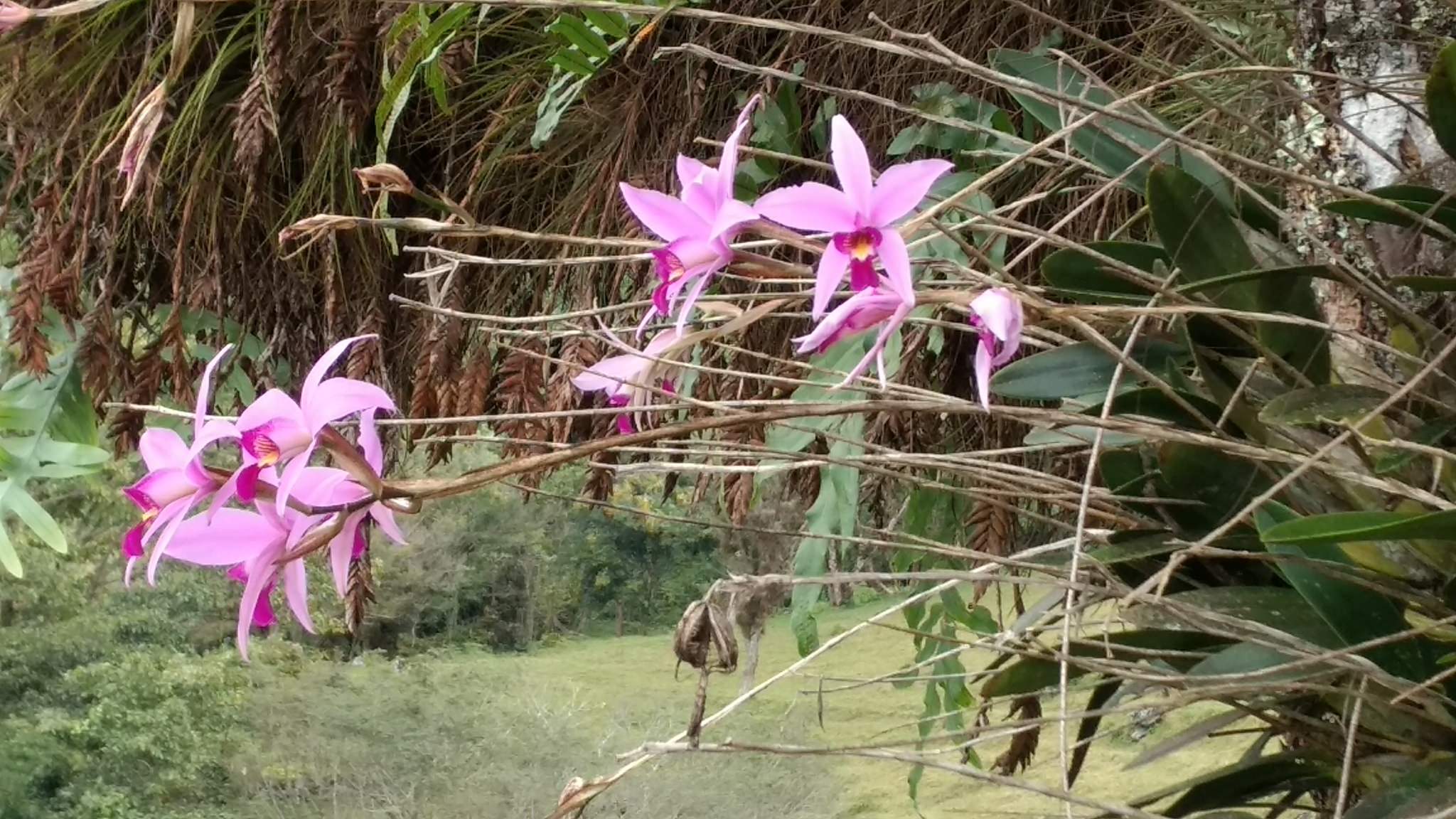 Laelia anceps coerulea